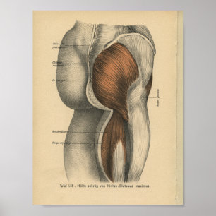 Vintage Human Anatomy Print Hip Leg Muscles