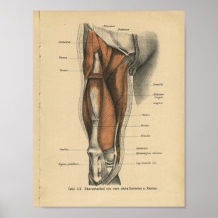 Vintage Human Anatomy Print Leg Muscles