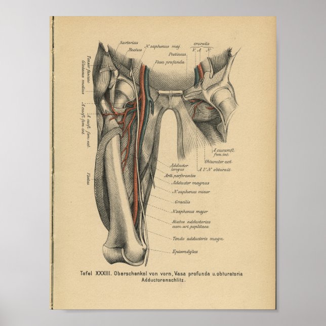 Vintage Human Anatomy Print Leg Muscles (Front)