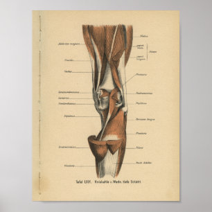 Vintage Human Anatomy Print Leg Muscles