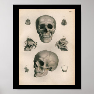 Vintage Human Anatomy Print Skull Bones