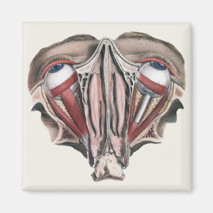 Vintage Human Anatomy Science, Eyeballs Eyes Magnet
