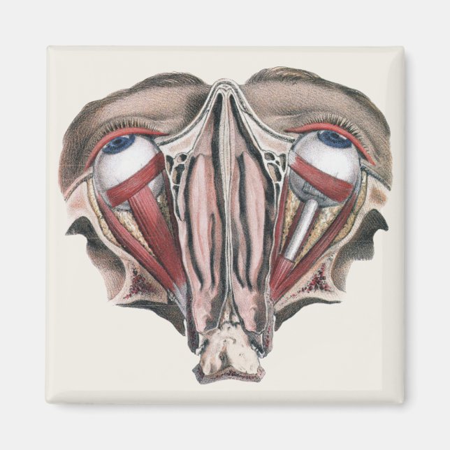 Vintage Human Anatomy Science, Eyeballs Eyes Magnet (Front)