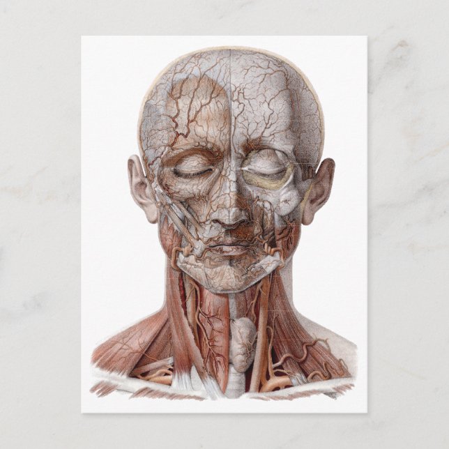 Vintage Human Anatomy Science, Head Throat Nose Postcard (Front)