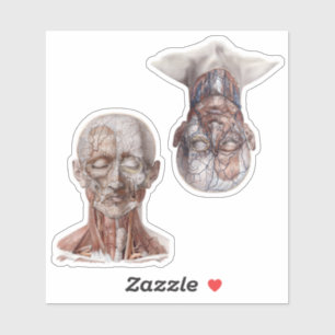 Vintage Human Anatomy Science Heads