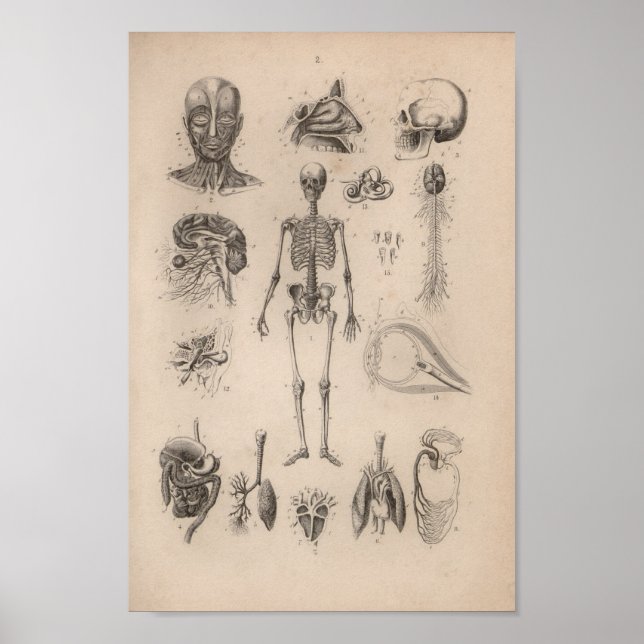 Vintage Human Anatomy Skeleton Print (Front)