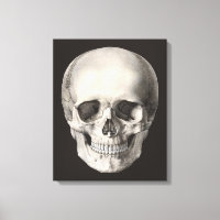 Vintage Human Anatomy Skull, Halloween Skeleton