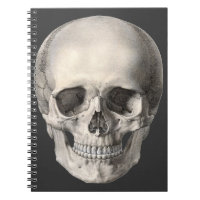 Vintage Human Anatomy Skull, Halloween Skeleton