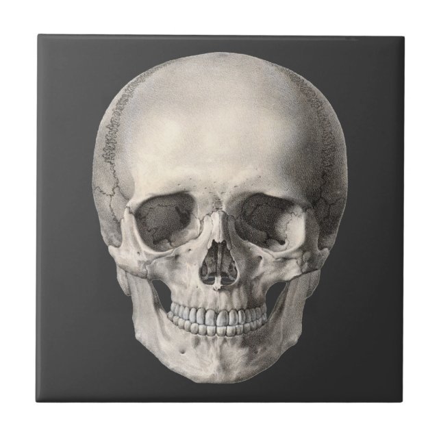 Vintage Human Anatomy Skull, Halloween Skeleton Tile (Front)