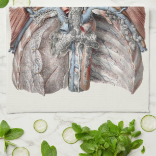 Vintage Human Anatomy Throat, Neck, Chest, Ribs Kitchen Towel
