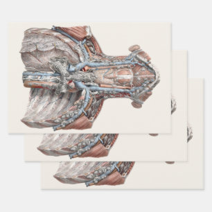 Vintage Human Anatomy Throat, Neck, Chest, Ribs Wrapping Paper Sheet