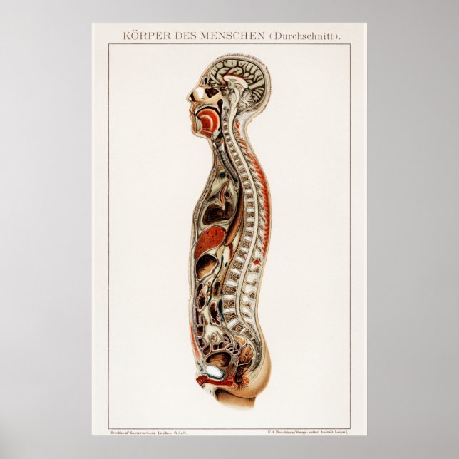 Vintage Human Body Anatomy Chart (Front)