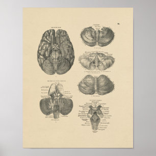 Vintage Human Brain Anatomy 1880 Print