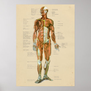 Vintage Human Muscle Anatomy Chart Anterior