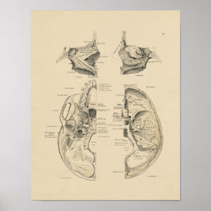 Vintage Human Skull Bones 1880 Print