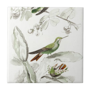 Vintage Hummingbird Illustration - 1800's Birds Tile