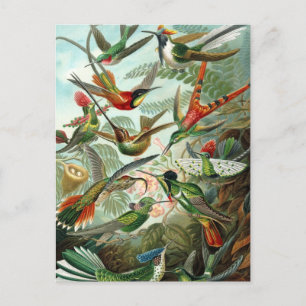 Vintage Hummingbird Illustration Postcard
