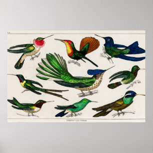 Vintage hummingbird illustration poster