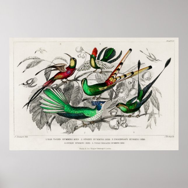 Vintage hummingbird illustration poster (Front)