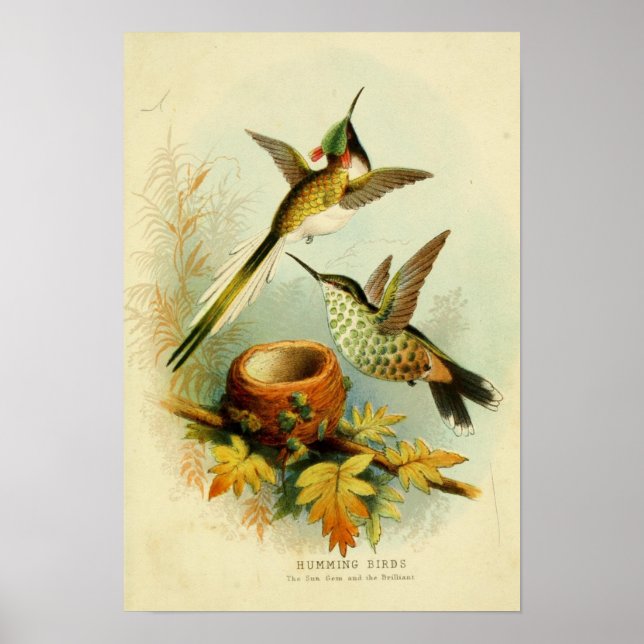 Vintage hummingbird illustration poster (Front)