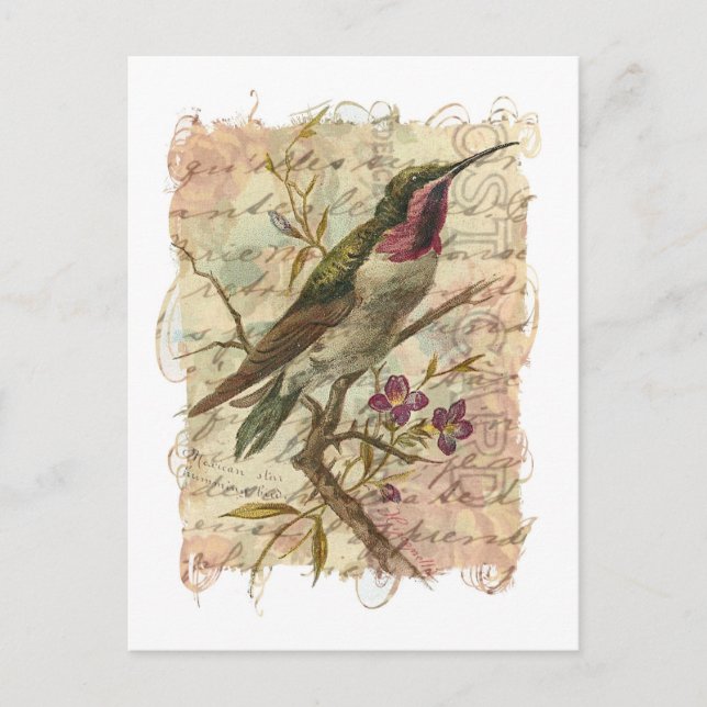 Vintage Hummingbird Postcard (Front)