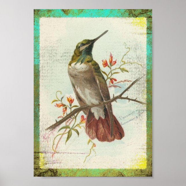 Vintage Hummingbird Poster (Front)