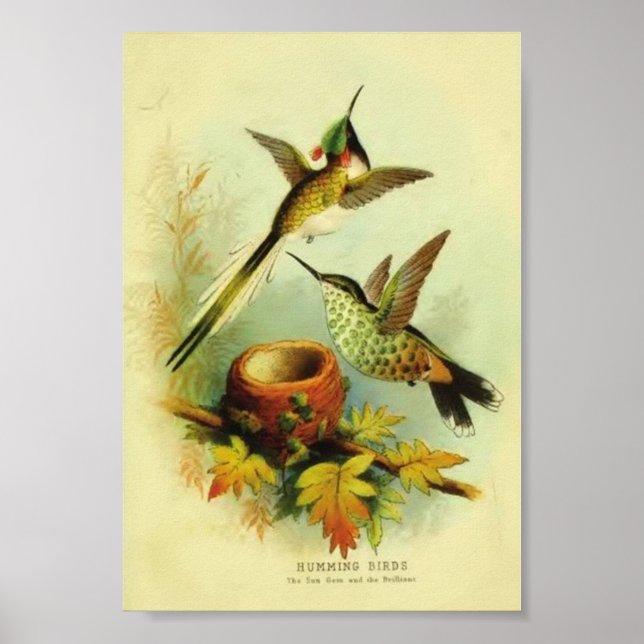 Vintage Hummingbird Print (Front)