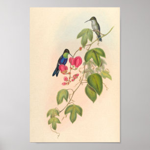 Vintage Hummingbirds Art Bird Print Flowers