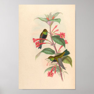 Vintage Hummingbirds Art Bird Print Flowers