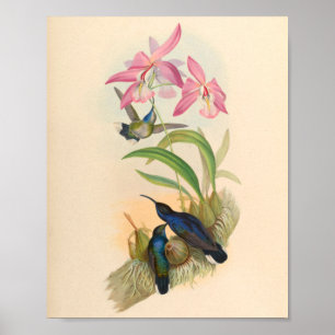 Vintage Hummingbirds Art Bird Print Flowers