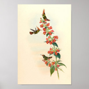 Vintage Hummingbirds Art Bird Print Flowers