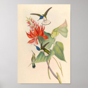 Vintage Hummingbirds Art Bird Print Flowers
