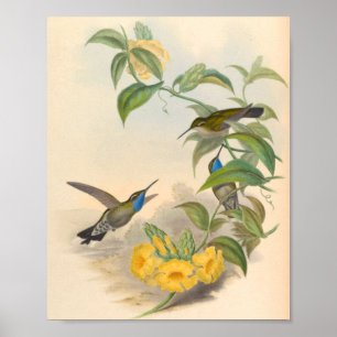 Vintage Hummingbirds Art Bird Print Flowers