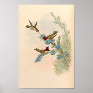 Vintage Hummingbirds Art Bird Print Flowers