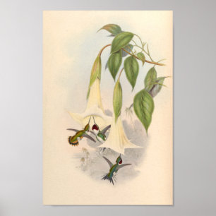 Vintage Hummingbirds Art Bird Print Flowers