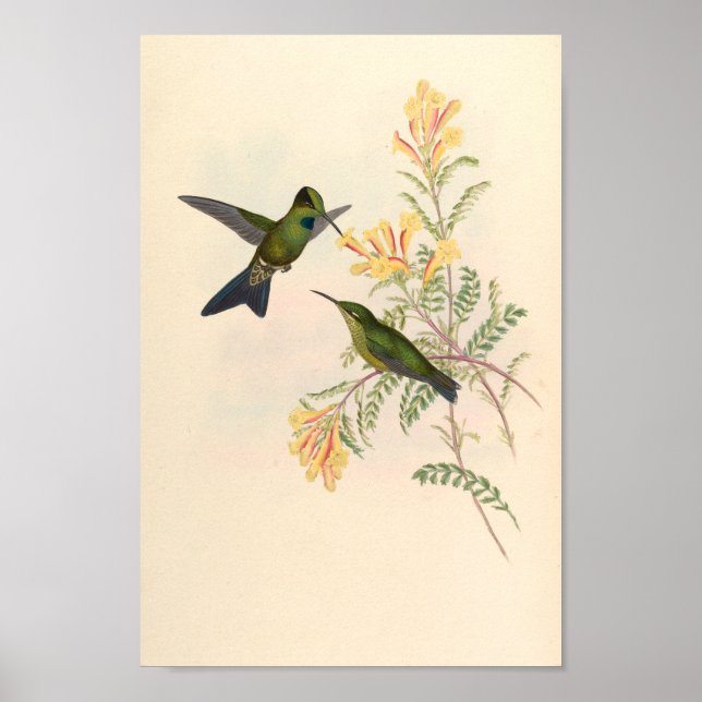 Vintage Hummingbirds Art Bird Print Flowers (Front)