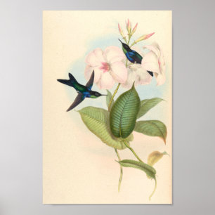 Vintage Hummingbirds Art Bird Print Flowers