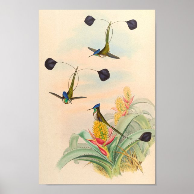 Vintage Hummingbirds Art Bird Print Flowers (Front)