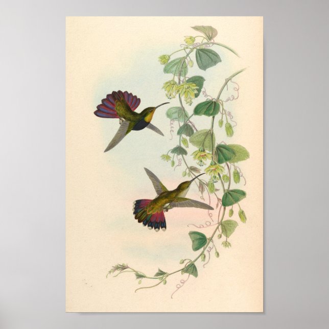 Vintage Hummingbirds Art Bird Print Flowers (Front)