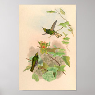 Vintage Hummingbirds Art Bird Print Flowers