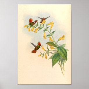 Vintage Hummingbirds Art Bird Print Flowers