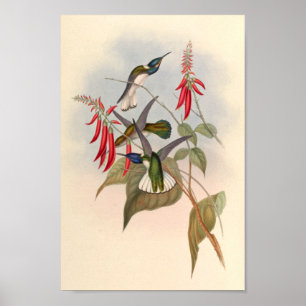 Vintage Hummingbirds Art Bird Print Flowers