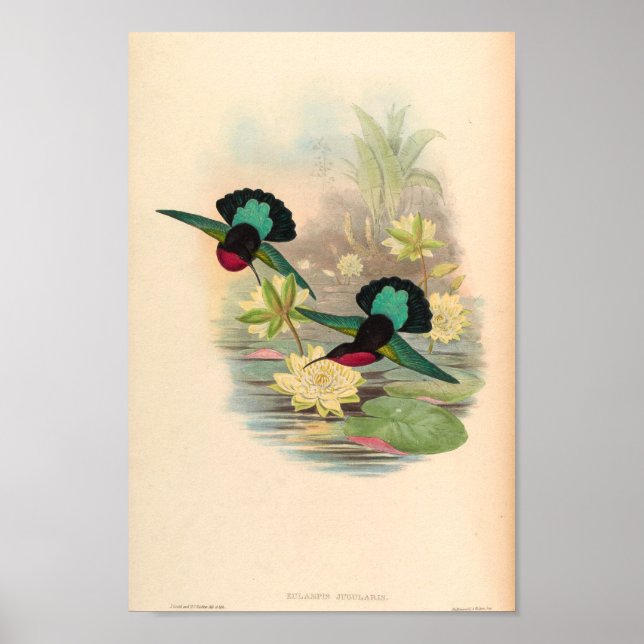 Vintage Hummingbirds Art Bird Print Flowers (Front)