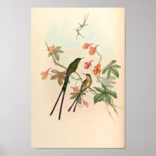 Vintage Hummingbirds Art Bird Print Flowers