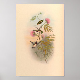 Vintage Hummingbirds Art Bird Print Flowers