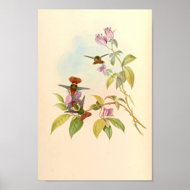 Vintage Hummingbirds Art Bird Print Flowers (Front)