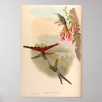 Vintage Hummingbirds Art Bird Print Flowers
