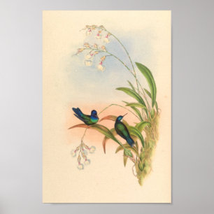 Vintage Hummingbirds Art Bird Print Flowers