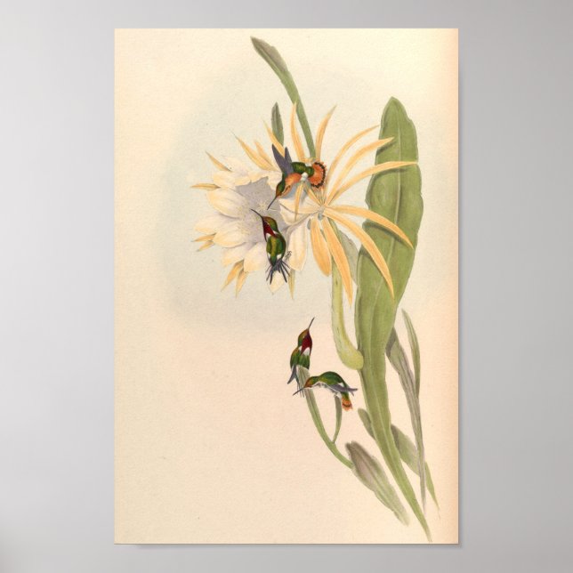 Vintage Hummingbirds Art Bird Print Flowers (Front)