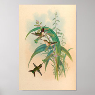Vintage Hummingbirds Art Bird Print Flowers